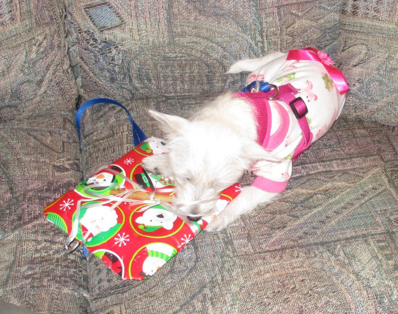 Molly attacks a Christmas
        present
