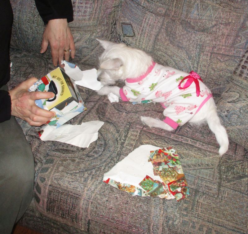 Molly tears up wrapping
        paper