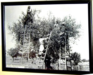 o0ld photo, family climbing on olive tree
